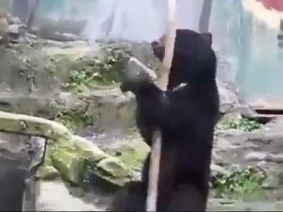 Kung Fu Bear.