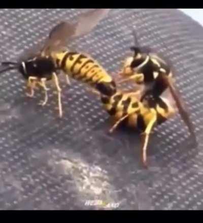 Wasps getting frisky