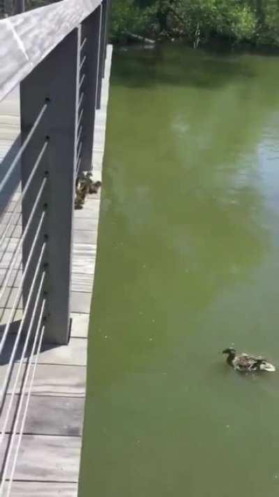 Ducklings Take Their First Jump