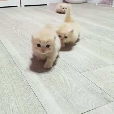 I could watch them walking all day