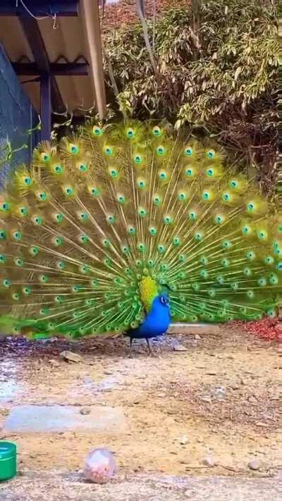 🔥 Peacock displaying its feathers