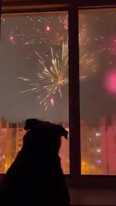 Good boi attends the fireworks.