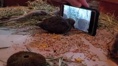 Rescued dove learns to eat by watching others. No more force feeding!