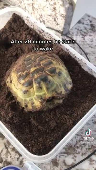 Waking up tortoise