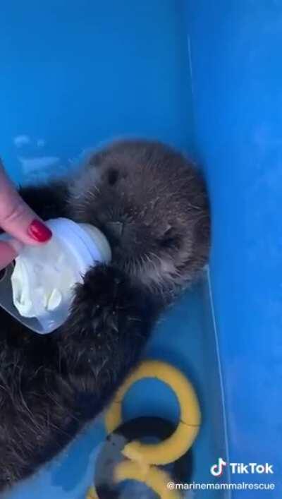 An orphaned sea Otter baby 🍼