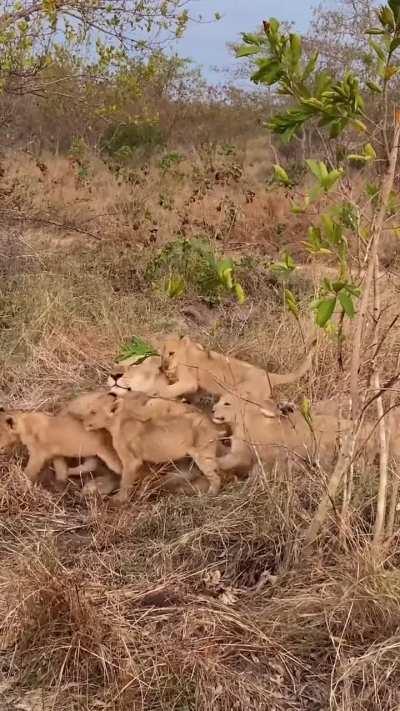 Mom thought only two cubs were coming for feeding, but they all keep coming up