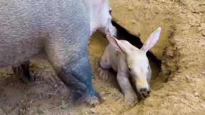 A baby aarvark aard at vark digging a hole, mom aardvark drops in to check progress