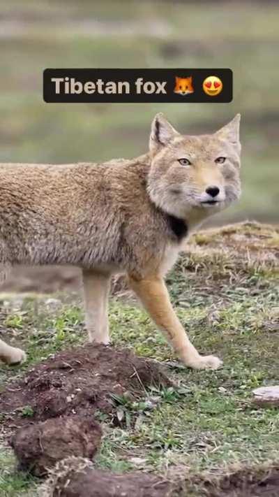 This is a Tibetan fox (Vulpes ferrilata) Because of their importance in maintaining the balance of their fragile mountain ecosystems, they are a second-class national protected animal in China.