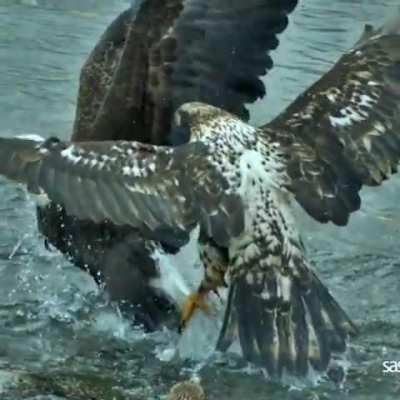 Eagle fight in slow motion