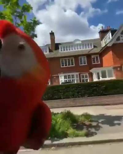 Guy takes his parrots out to fly around while riding his bike