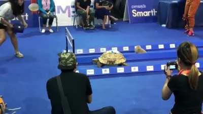 Amazing race ! So its true Turtle is faster than a rabbit