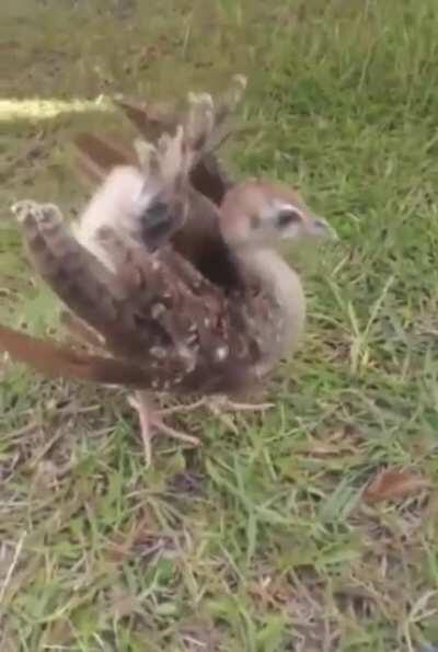 Never thought about what a baby peacock looked like and they don’t disappoint