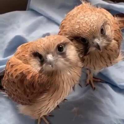 Baby Falcons