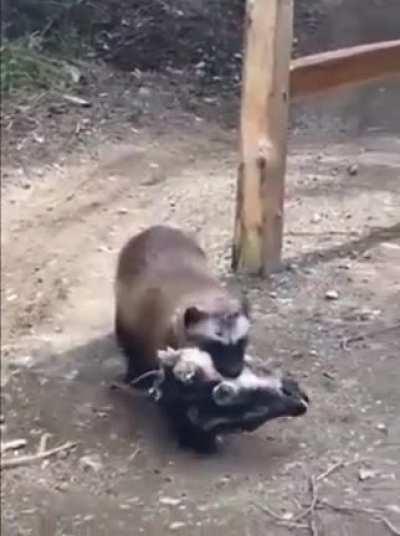 Wolverine carrying a goat’s head casually walking past a biker