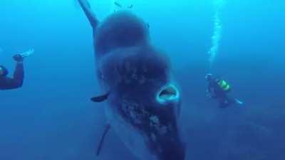 The ocean sunfish is one of the heaviest known bony fish in the world and can weigh up to 1000kg (2200lbs). Despite their size, ocean sunfish are docile and generally pose no threat to human divers. Female sunfish are estimated to release as many as 300 m