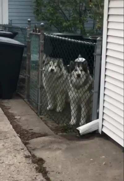 “Yes! It’s us! The Good Boys!”