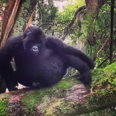 🔥 This Little Gorilla has the heart of a drummer.