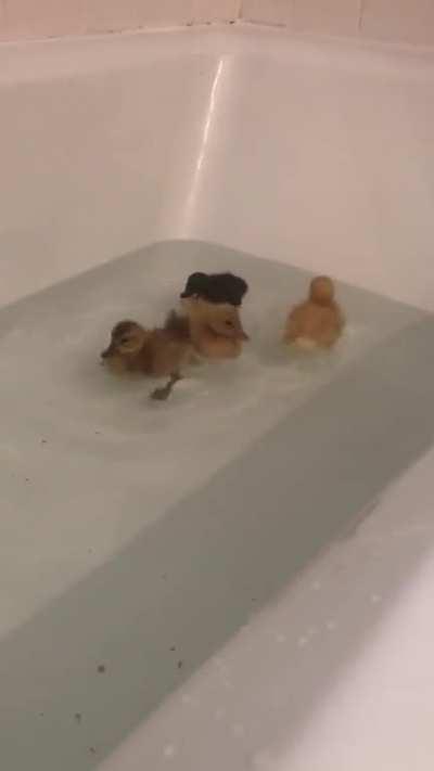 My ducklings’ first swim