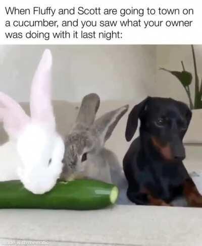 The grey bunny’s name is Scott