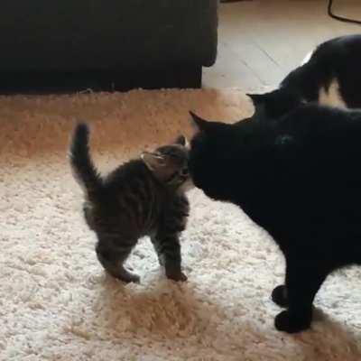 Foster kitten meets the big cats