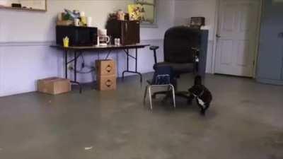 This short legged dog's thought process to getting on top of a chair