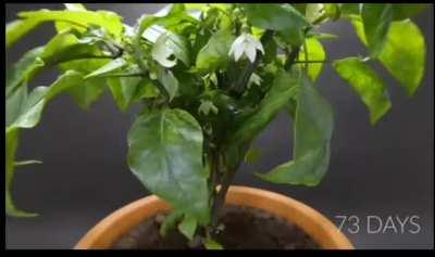 Timelapse of an orange bell pepper growing.