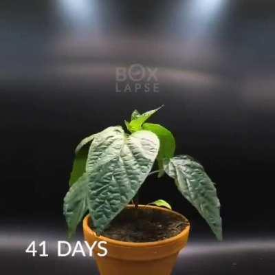 Watching a bell pepper grow