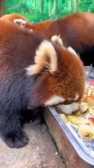 Red pandas eating red apples.