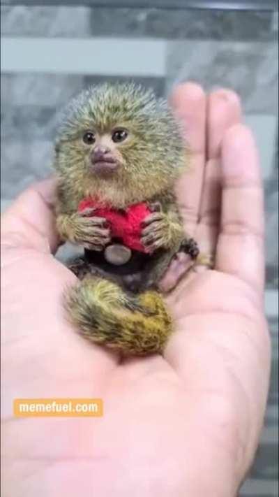 Worlds smallest monkey- Pigmy Marmoset, Western Thailand.