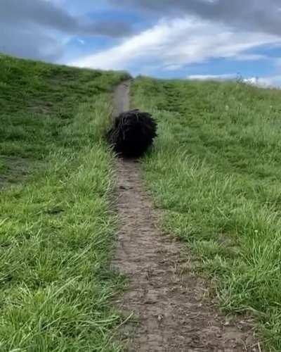 🔥 🔥 A black Komondor 🔥 🔥