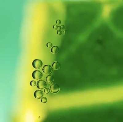 A mango leaf creating oxygen in real time.