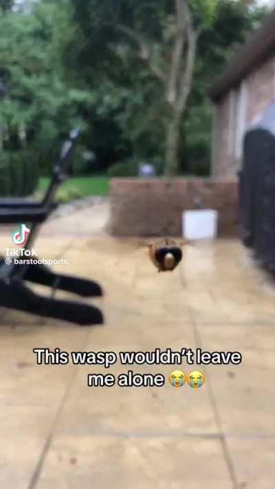 least stressful wasp encounter