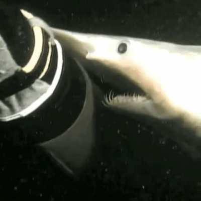 Goblin Shark's &quot;slingshot feeding&quot;