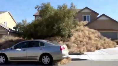 How the tumble weeds get stuck in this town