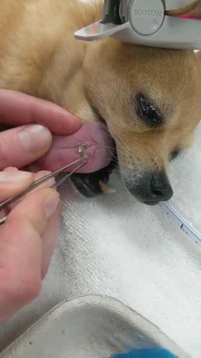 Free dental with purchase of mature spay! Today only.