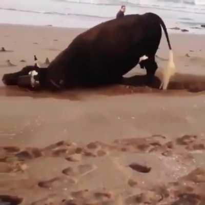 A rescued bull going to the beach for the first time