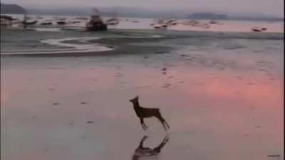 A deer goes for a morning skip across the beach