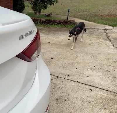 My rescue pup has a helicopter tail!