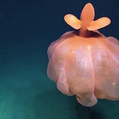 🔥 Dumbo Octopus seen 1600 meters below in the Pacific Ocean