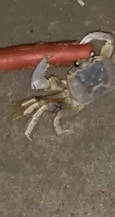 Ghost Crab tries a hotdog and decides to keep it.