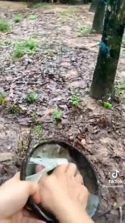 Harvesting rubber from tree sap