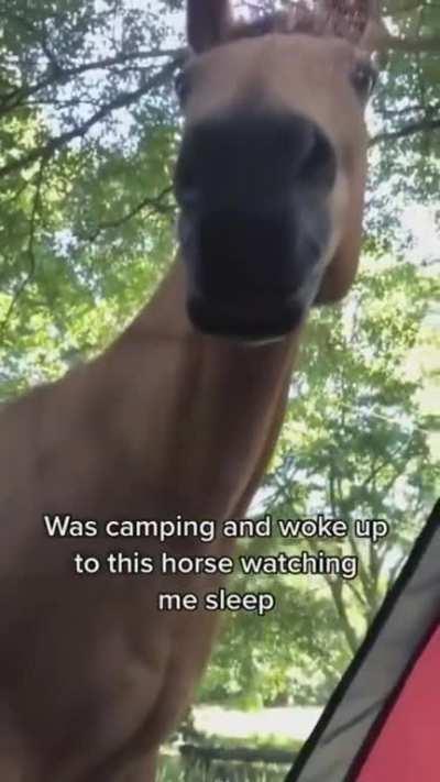 Halloo Hoooman. Horse pays a visit on a sleeping camper😳😆😂 ~S~