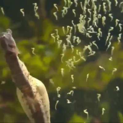 Male Seahorse Giving Birth