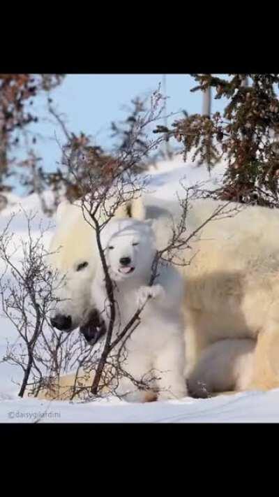 🔥 Polar bear momma and cub, Wspusk National Park, Canada 🐻