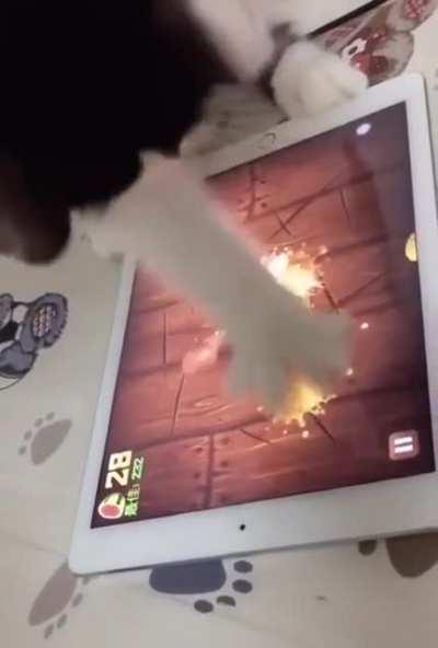 Gaming Cat