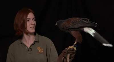 Hawk Using Its Tail To Balance