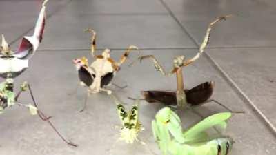 🔥 Eerie Mantis Congregation