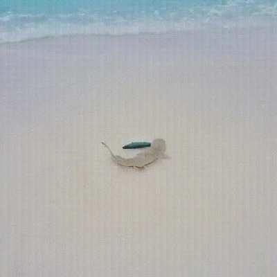 Shark waits for the right moment to ride a wave to the beach to retrieve a fish, then huffs it back