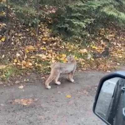 🔥 A beautiful mother lynx and her cubs 🔥