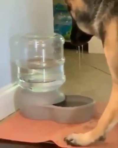 Doggo shocked by water bowl.